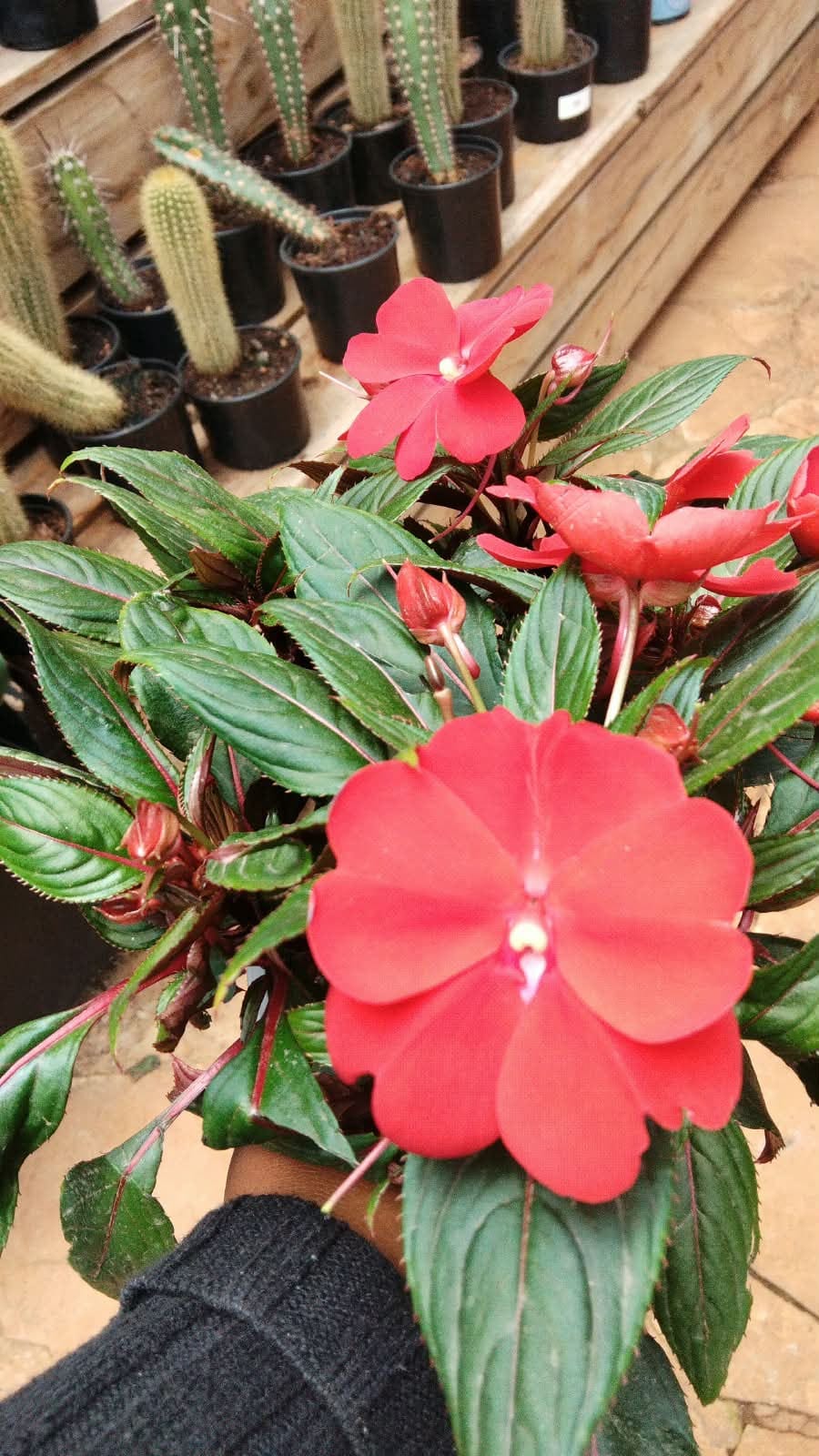 Blooms & Gifts New Guinea