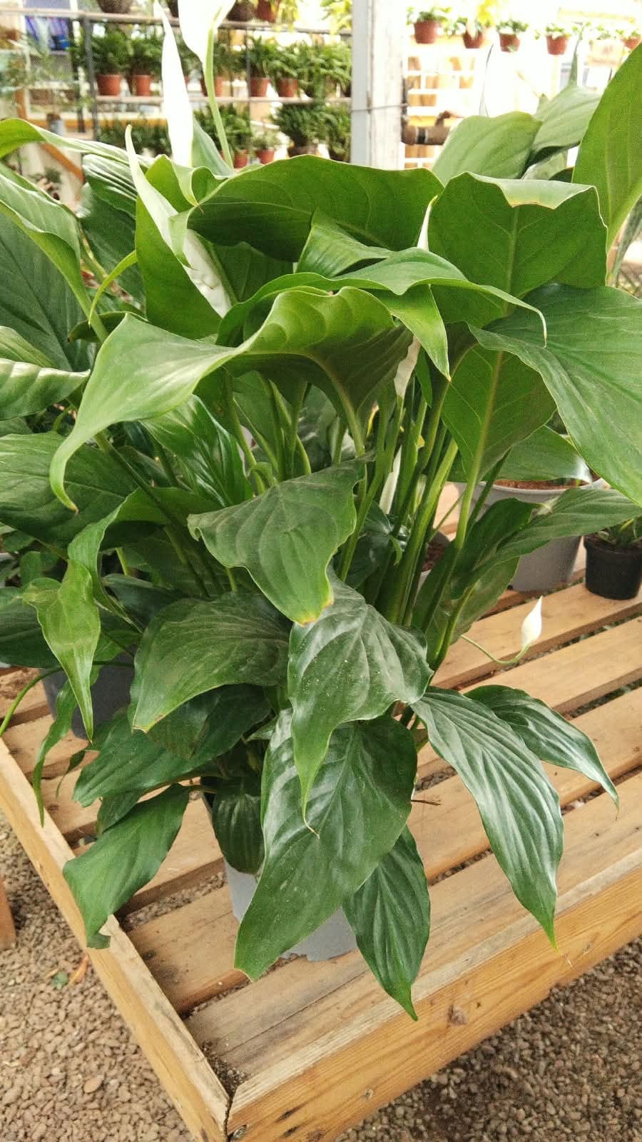 Blooms & Gifts Peace Lily